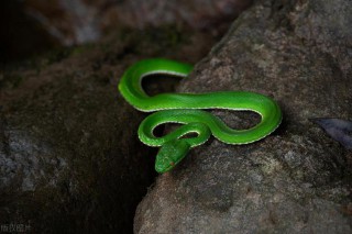 属蛇的命运一生怎么样（ 属蛇2001最好命男孩子 ）