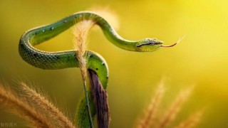 属蛇的命运一生怎么样（ 属蛇2001最好命男孩子 ）