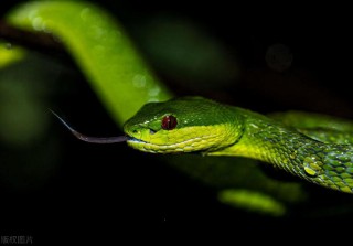 属蛇的命运一生怎么样（ 属蛇2001最好命男孩子 ）