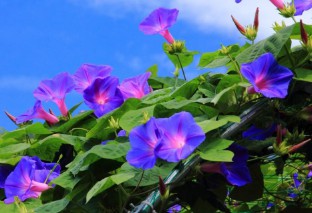 梦见花是什么预兆（ 女人梦见粉花开的旺盛很漂亮 ）