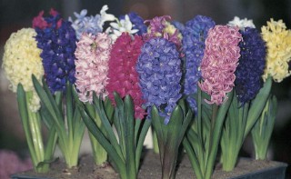 梦见花是什么预兆（ 女人梦见粉花开的旺盛很漂亮 ）