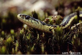 蛇年出生人的命运和运程（ 77年属蛇人今年运势 ）