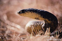 蛇年出生人的命运和运程（ 77年属蛇人今年运势 ）