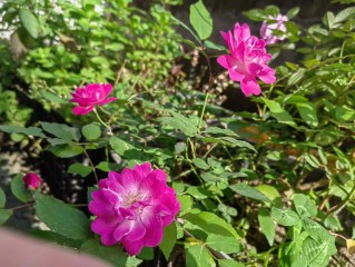 谷雨节气的特点和风俗（ 谷雨最有名的诗 ）