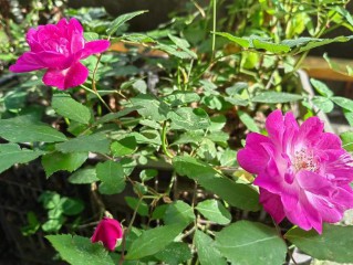 谷雨节气的特点和风俗（ 谷雨最有名的诗 ）