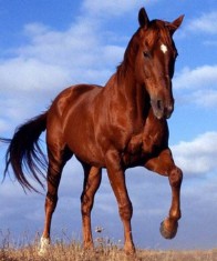 2014年是什么生肖年属（ 2014年属什么生肖是什么星座 ）