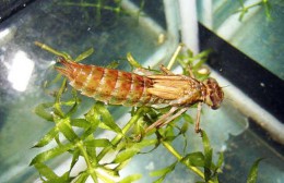 鱼虫怎么养活的时间长（泥鳅的养殖方法和技术）