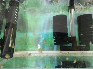 鱼虫怎么养活的时间长（泥鳅的养殖方法和技术）