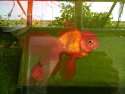 鱼虫怎么养活的时间长（泥鳅的养殖方法和技术）