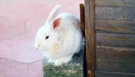 天外飞仙是什么生肖（天仙下凡猜一生肖）