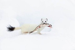 做梦梦见老鼠是什么意思（ 女人做梦梦见很多老鼠跑老跑去的 ）