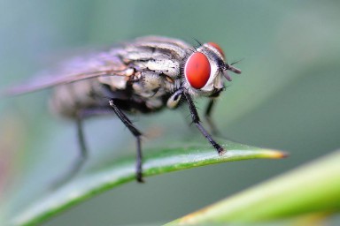做梦梦见老鼠是什么意思（ 女人做梦梦见很多老鼠跑老跑去的 ）