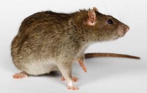 做梦梦见老鼠是什么意思（ 女人做梦梦见很多老鼠跑老跑去的 ）