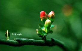 立春这个节气的风俗有什么（立春的民间风俗）