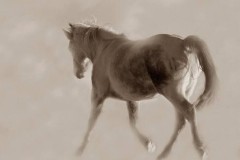 白驹过隙的意思是什么（ 白驹过隙经典语录 ）