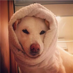 queenie英文名的意思（ 叫queenie英文名好不好 ）