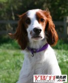 好听的狗狗名字（小狗的名字洋气霸气的）