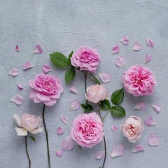 新年祝福短信（新年祝福短信10条简短）