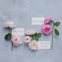 新年祝福短信（新年祝福短信10条简短）