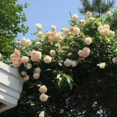 好看的微信号（微信号高级感ID）