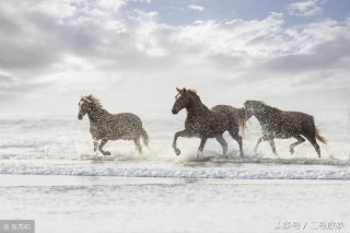 梦见马是什么意思（ 已婚女人梦见马预示着什么 ）
