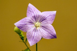 梦到飞起来什么意思（ 梦见自已飞是什么意思 ）