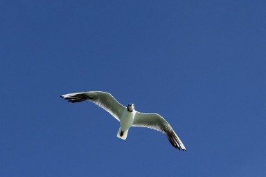 梦到飞起来什么意思（ 梦见自已飞是什么意思 ）