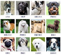 宠物狗品种大全（宠物狗有哪些品种）