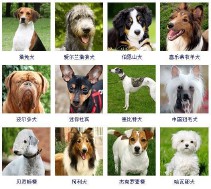 宠物狗品种大全（宠物狗有哪些品种）