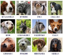 宠物狗品种大全（宠物狗有哪些品种）