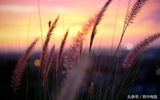 海子的经典诗句摘抄（海子的诗全集）