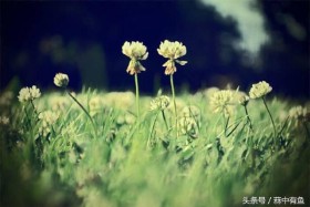 海子的经典诗句摘抄（海子的诗全集）