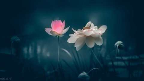 诗经楚辞中的150个唯美名字有哪些（楚辞最唯美的名字女）