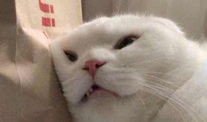 宠物名字可爱洋气萌萌哒（宠物名字可爱洋气萌萌哒猫咪）