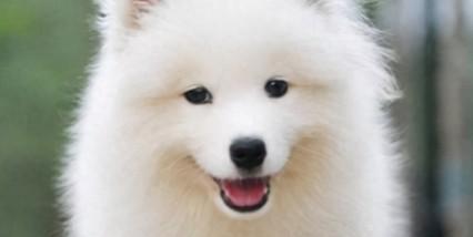 寓意好的宠物狗狗名字（有寓意的宠物狗名字）